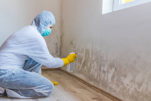 Licensed Crawl Space Mold Removal service in Freeburg, PA - WQB Mold Removal